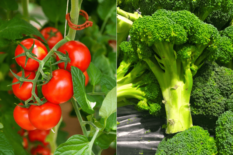 tomato broccoli