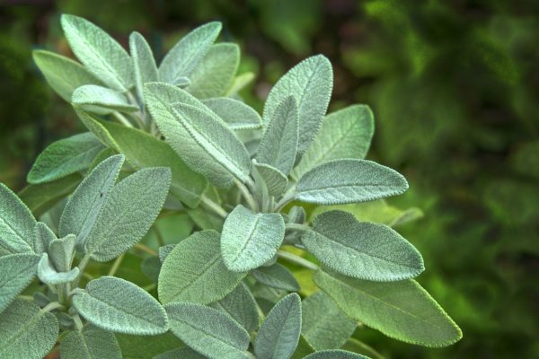 sage, leaves, herb