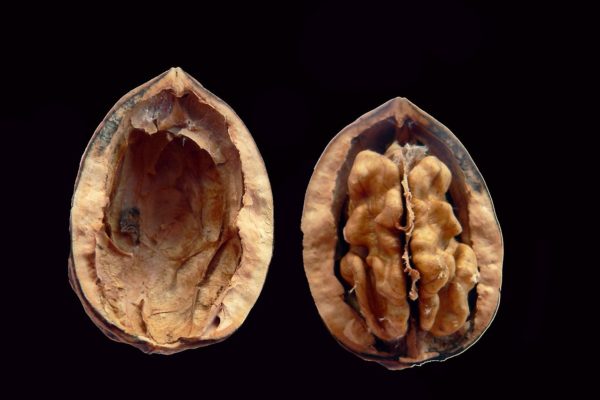 walnut, cracked, kernel